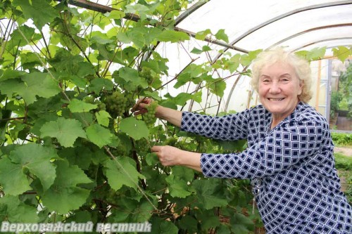 Анна Миронова уже второй год подряд снимает урожай винограда в собственной теплице