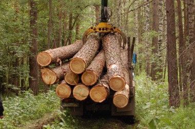Станет ли древесина доступнее для населения района?