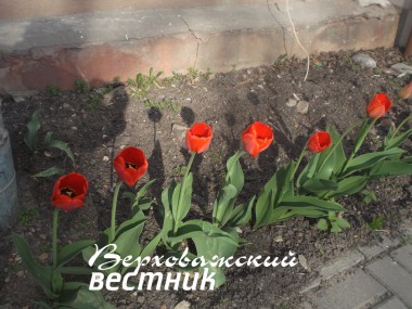 Тюльпаны успели расцвести к Дню Победы