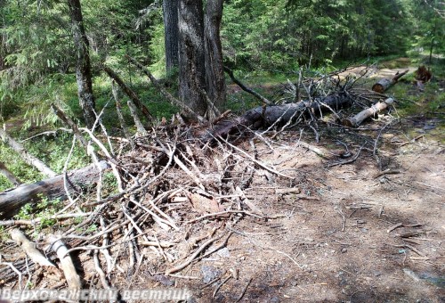 Областные законодатели решили, что валежником  считаются любые упавшие деревья или вершины  и при их заготовке можно использовать ручной инструмент