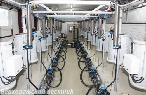 Автоматизированный доильный зал  на молочной ферме ООО "Колос"