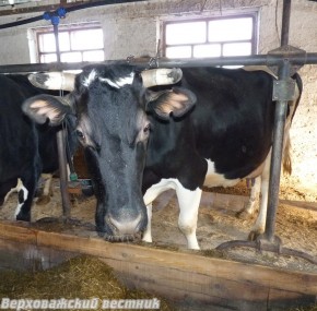 Корова Гера надоила свыше 8 тысяч кг молока