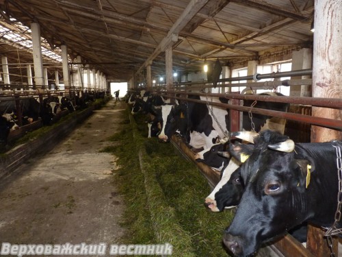 Молочная ферма ООО "Вага". В хозяйстве начата реконструкция еще одного коровника