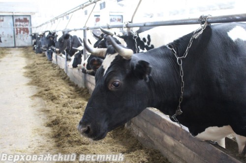 На продуктивность нижнекулойских коров равняется весь район
